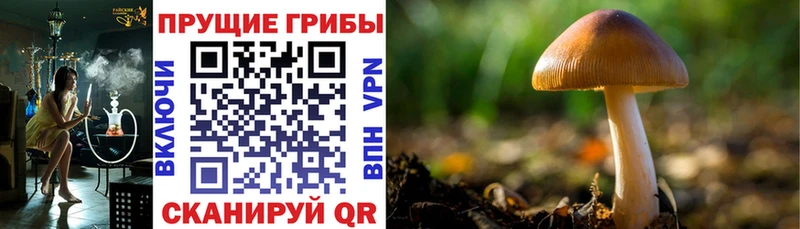 Купить где  Салехард  Псилоцибиновые грибы Magic Shrooms 